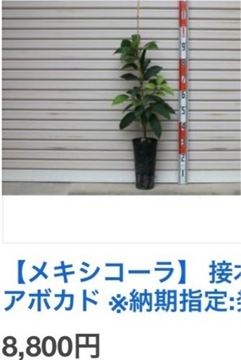 アボガドの苗①  4〜5年物 成長著しい為価格変更　(1年物が市販では9千円程写真②〜と比較)