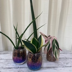 植物4種　小さい方