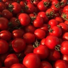 武久農園　トマト、ミニトマト、キューリ詰め放題！緊急開催！