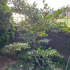 植木　つばき　椿　庭木　ガーデニング