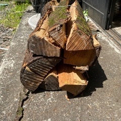 薪割り体験に！広葉樹エノキの丸太。長さ29cm程度。茨城県潮来市。