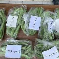 家庭菜園無農薬野菜　サンドマメ1袋100円