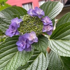 紫陽花の挿し穂の交換 - 豊島区