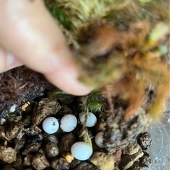 カナヘビの卵　5個　受取者が決まりました