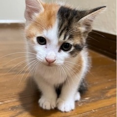 里親さん募集します！生後1ヶ月ほどの子猫