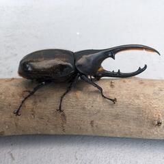 エクアトの中古が安い！激安で譲ります・無料であげます｜ジモティー 