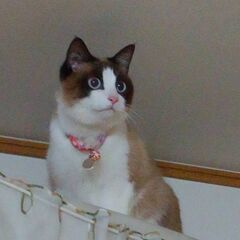 【迷子猫】宇部市小羽山で猫ちゃんが迷子です