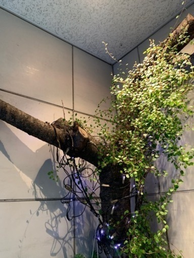 桜の木オブジェ