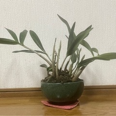 観葉植物　デンドロビウム・キンギアナム ー1