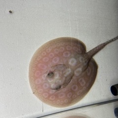 クロコダイルスティングレー オス 胎盤25センチくらい