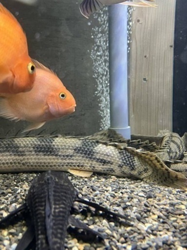 ギニア産ワイルド個体！ポリプテルスエンドリケリー！50センチ！