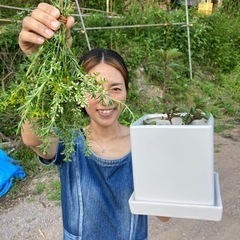 ハーブ、野草、樹木、竹など摘み放題　1000円