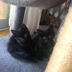 黒猫　メス　1ヶ月　3匹