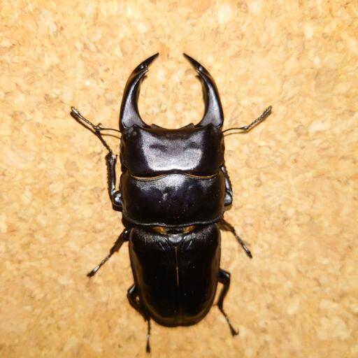 能勢YG オオクワガタ イベント用 1ペア ♂82.0mm ♀50.0mmUPフリー