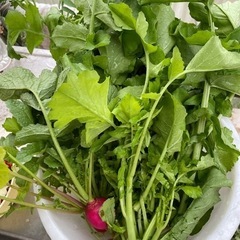 【朝採れ】無農薬　大根の葉、小松菜、ほうれん草、パセリ