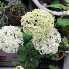 値下げ❗️美しい白の花房　西洋アジサイアナベル鉢植え　咲き始めて...