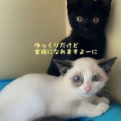 ２人きりで過ごしている兄妹