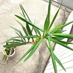 生命力の強い*  *   大型　観葉植物　高さ224　　鉢幅３２