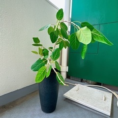 【観葉植物】フィカスベンガレンシス　ゴムの木