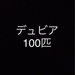 デュビア　100匹　活餌