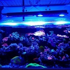 90cm オーバーフロー サンゴ水槽一式の画像