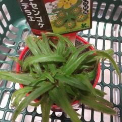 食虫植物　モウセンゴケ　ドロセラ　アデラエ