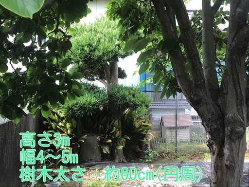 イヌマキ　　薪 イヌマキ 薪 【公式通販】