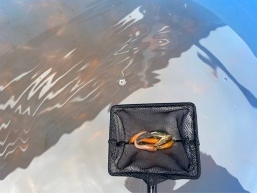 金魚、錦鯉