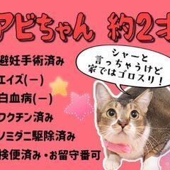 推定2歳位　5頭を育てあげた、性格良しのアビシニアン風のアビちゃ...