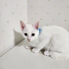 子猫もらって下さい。