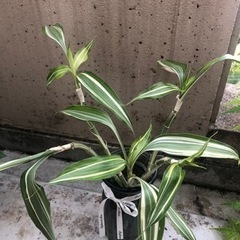 植物　ミリオンバンブー