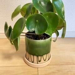 決まりました【ペペロミアレインドロップ】観葉植物