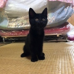 黒猫1ヶ月　2匹