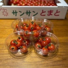 【数量限定】　ミニトマト