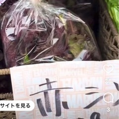 無農薬　赤紫蘇　100g 50円