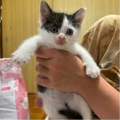 おっとりきゅるきゅる可愛いハチワレ子猫の真珠ちゃん