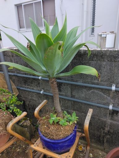 アテナータ