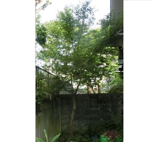 もみじ（モミジの木）たぶん高さ3.5m程