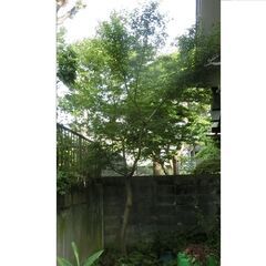 もみじ（モミジの木）たぶん高さ3.5m程
