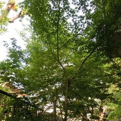 もみじ（モミジの木）たぶん高さ3.5m程