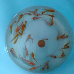 錦鯉 稚魚 紅白１０匹