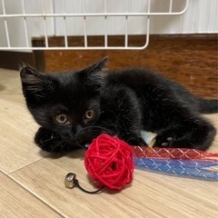 【黒ねこ】みのちゃん♡里親さん募集にゃー❣️