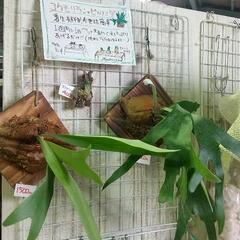 ビカクシダ コウモリランチ 着生植物  フリーマーケットクローバ...