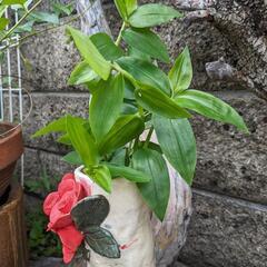 トキワツユクサ🌱   植物①