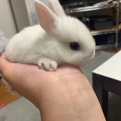 うさぎの赤ちゃん