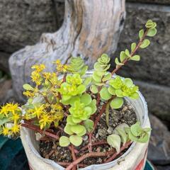 セダム🌱春になれば元気になりますので、お待ちませ！