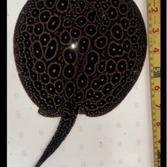 淡水エイ　　ヘテロ　5匹 淡水エイ ヘテロ 5匹