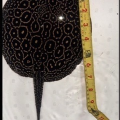 淡水エイ ヘテロ 5匹