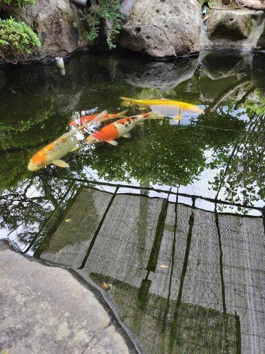 錦鯉　４匹まとめて。
