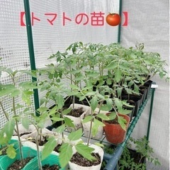 【無農薬】地元で有名なミニトマトの苗。お値下げしました。